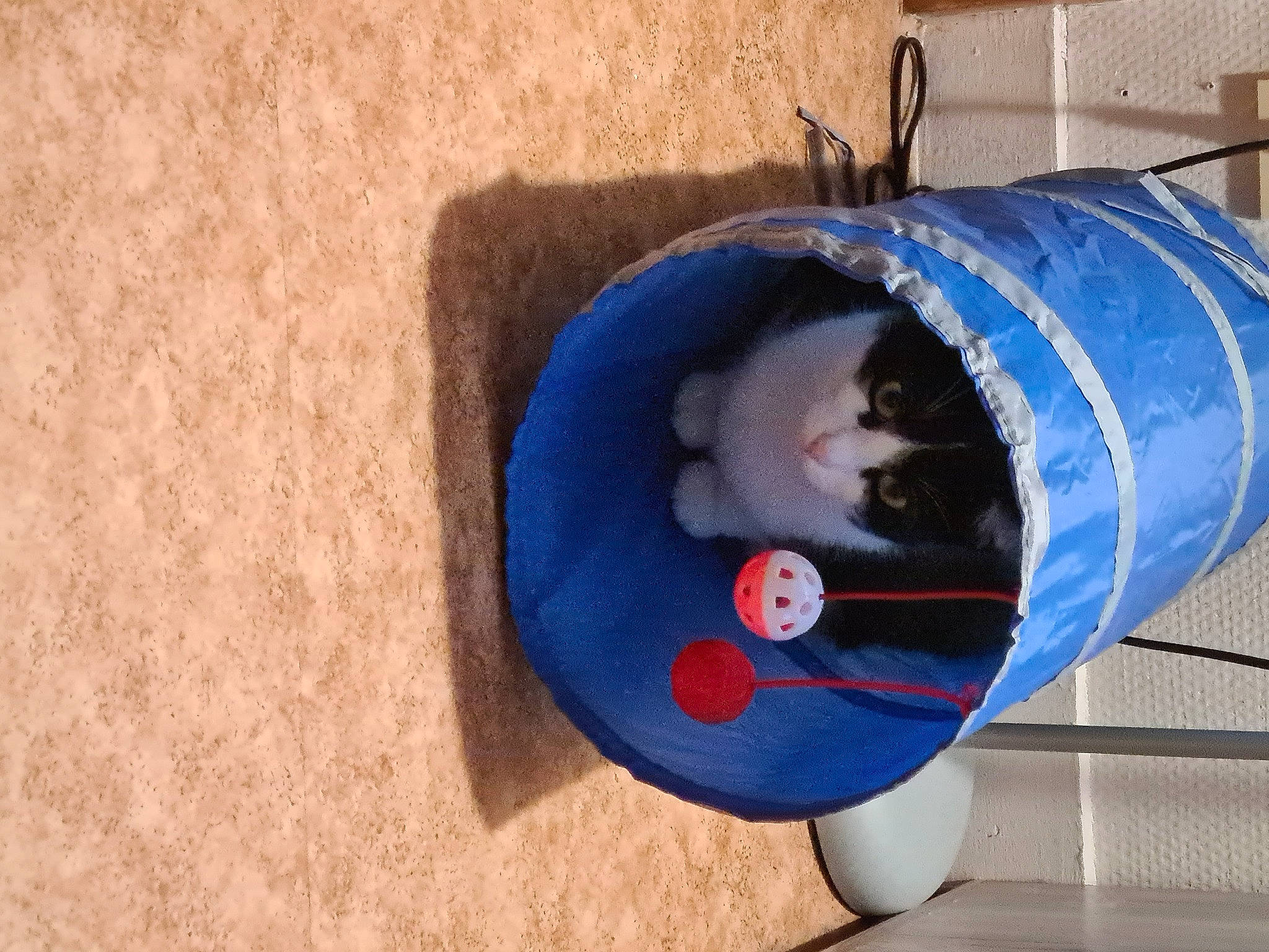 Curly a rejoint le concours — aidez-le/la à gagner de superbes lots ! art, carnivore, cat, cat_supply, circle, comfort, domestic_short_haired_cat, electric_blue, felidae, flooring, fur, pet_supply, small_to_medium_sized_cats, tail, whiskers, wood, wool