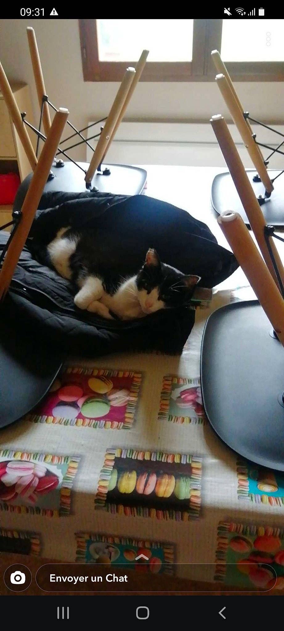 Curly a rejoint le concours — aidez-le/la à gagner de superbes lots ! canidae, carnivore, cat, comfort, companion_dog, dog_breed, felidae, floor, flooring, fur, hardwood, mammal, nap, room, small_to_medium_sized_cats, sporting_group, tail, toy, vertebrate, wood