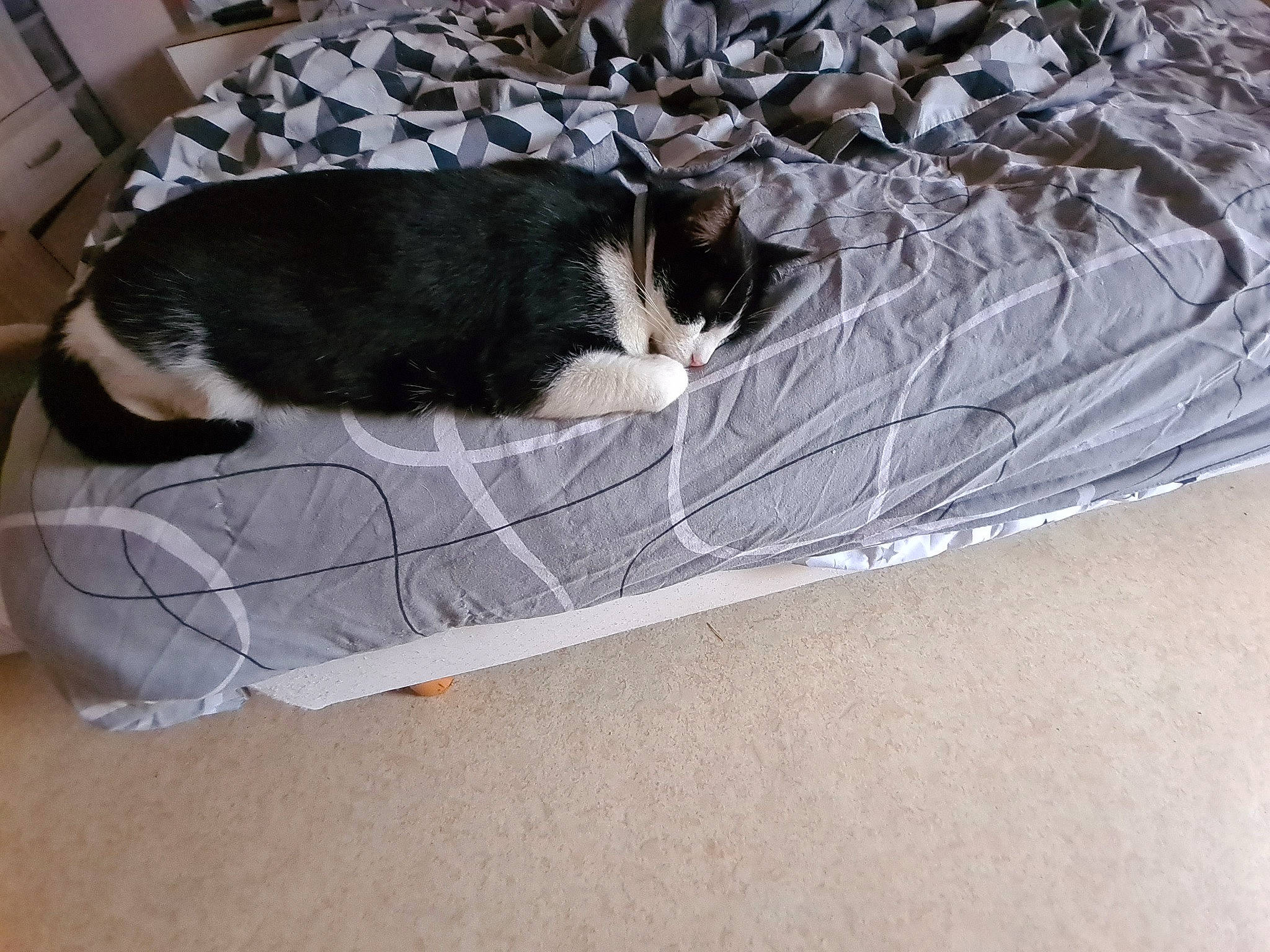 Curly a rejoint le concours — aidez-le/la à gagner de superbes lots ! carnivore, cat, comfort, felidae, fur, mammal, pet_supply, small_to_medium_sized_cats, tail, vertebrate, whiskers