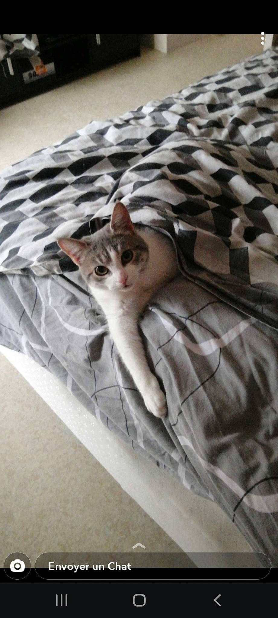 Mindy participe au concours pour gagner de l'argent avec cette photo : beige, carnivore, cat, domestic_short_haired_cat, felidae, fur, grey, pet_supply, small_to_medium_sized_cats, snout, tail, vertebrate, whiskers