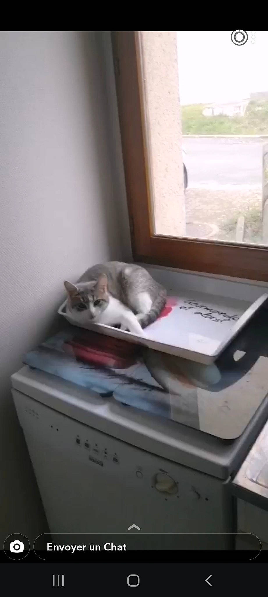 Mindy a rejoint le concours — aidez-le/la à gagner de superbes lots ! box, carnivore, cat, comfort, domestic_short_haired_cat, drawer, electronic_device, felidae, grey, home_appliance, office_equipment, office_supplies, photocopier, room, shelving, small_to_medium_sized_cats, tail, whiskers, window, wood
