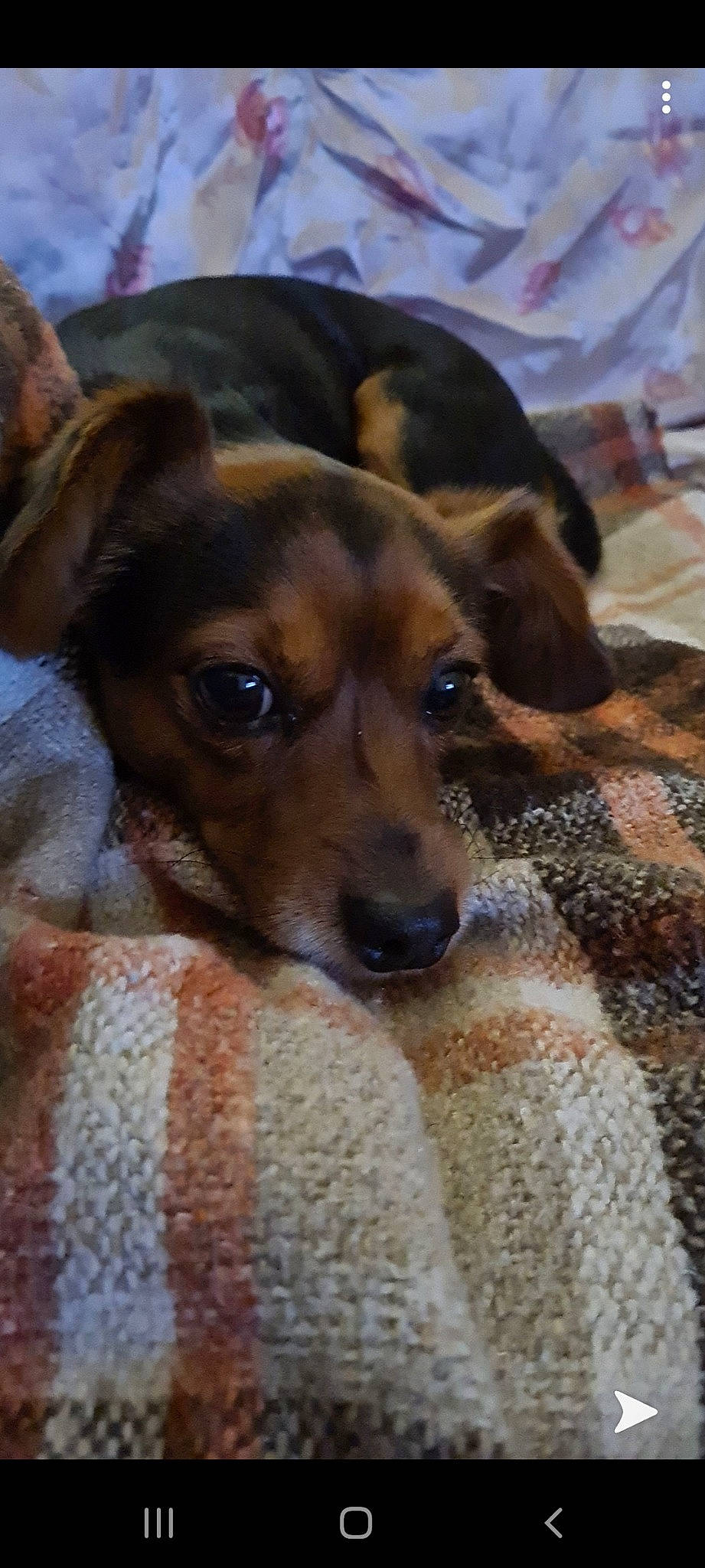 Cookie a rejoint le concours — aidez-le/la à gagner de superbes lots ! brown, canidae, carnivore, companion_dog, dog, dog_breed, fawn, linens, snout, sporting_group, vertebrate, whiskers, working_animal, working_dog