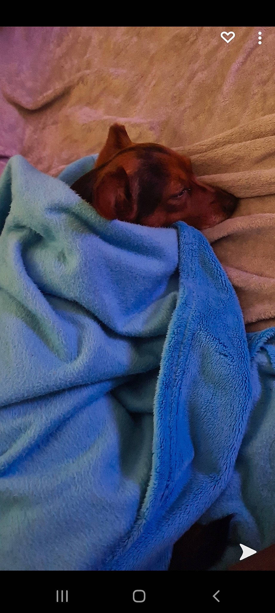 Cookie participe au concours pour gagner de l'argent avec cette photo : bed_sheet, bedding, bedtime, blanket, blue, carnivore, comfort, dog, dog_breed, electric_blue, linens, liver, nap, sleep, textile, wrinkle