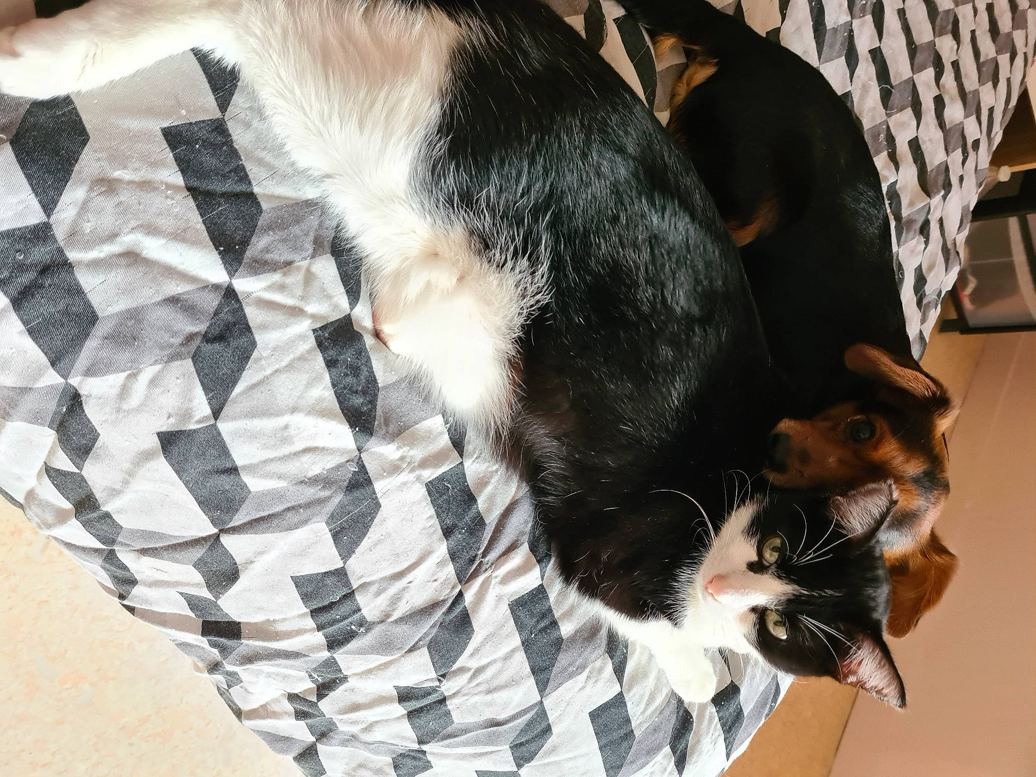 Cookie participe au concours pour gagner de l'argent avec cette photo : carnivore, cat, comfort, domestic_short_haired_cat, felidae, fur, mammal, pet_supply, plaid, small_to_medium_sized_cats, snout, tail, terrestrial_animal, vertebrate, whiskers