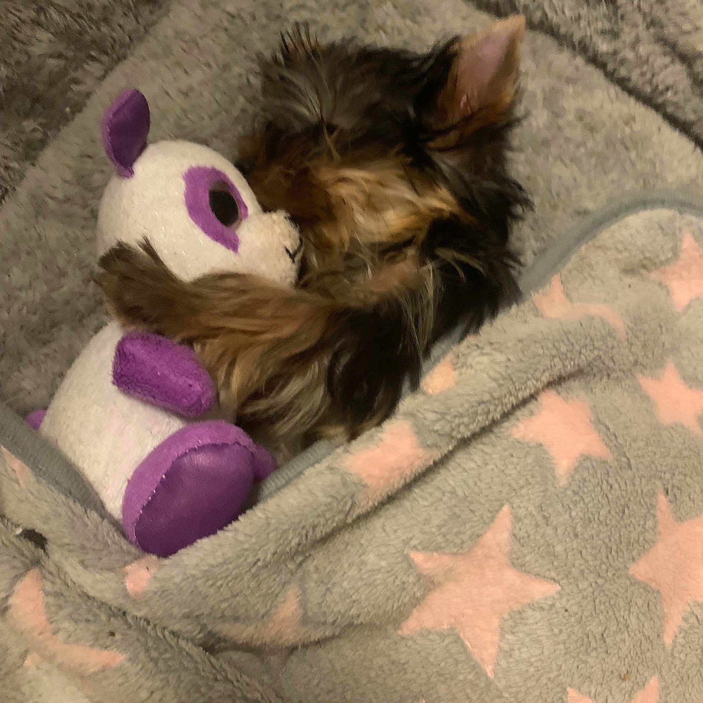 Bella a rejoint le concours — aidez-le/la à gagner de superbes lots ! animal, bedtime, blanket, comfort, cozy, cute, dog, fur, indoors, pet, puppy, resting, sleeping, small, snuggled, soft, star_pattern, stuffed_animal, toy, warm