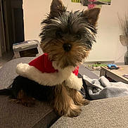 Bella a rejoint le concours — aidez-le/la à gagner de superbes lots ! animal, canine, christmas_outfit, companion, costume, couch, cute, dog, domestic_animal, fur, furry, holiday, indoor, living_room, pet, red_clothing, sitting, small_dog, white_fur_trim, yorkshire_terrier