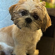 Ozzy is registered to the contest to win money with this photo: animal, blanket, brown, canine, closeup, companion, couch, cute, dog, domestic, eyes, face, fluffy, fur, furry, indoor, pet, portrait, sitting, white