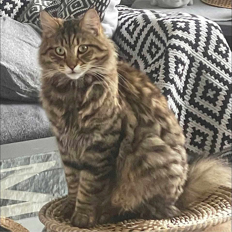Güell a rejoint le concours — aidez-le/la à gagner de superbes lots ! animal, basket, blanket, cat, cozy, curious, cushion, ears, fluffy, fur, furniture, home, indoor, patterned, pet, relaxed, sitting, tabby, tail, whiskers