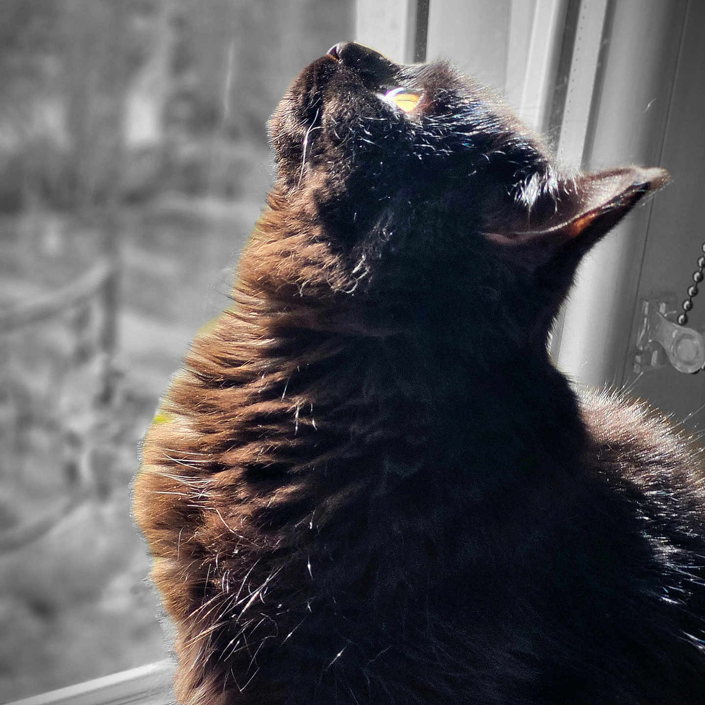 Mila participe au concours pour gagner de l'argent avec cette photo : abyssinian, angora, animal, bear, blackcat, cat, kitten, manx, pet, silhouette, window