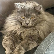 Chopo is registered to the contest to win money with this photo: cat, fluffy, gray, pet, animal, feline, chair, leather, indoor, resting, cushion, fur, paws, relaxed, cute, domestic, mammal, portrait, whiskers, eyes