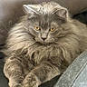 cat, fluffy, gray, pet, animal, feline, chair, leather, indoor, resting, cushion, fur, paws, relaxed, cute, domestic, mammal, portrait, whiskers, eyes
