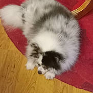 Athena is registered to the contest to win money with this photo: animal, black_and_white, carpet, cozy, curled_up, cute, dog, domestic, fluffy, fur, furniture_leg, home, indoor, laying_down, pet, relaxed, resting, sleeping, small_dog, wooden_floor