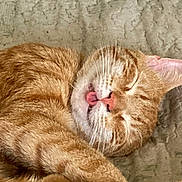 Big Boy is registered to the contest to win money with this photo: animal, blanket, cat, close_up, cozy, curled_up, cute, domestic_cat, feline, fur, ginger_cat, indoor, nose, paw, pet, relaxed, resting, sleeping, tongue_out, whiskers