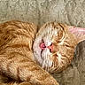 animal, blanket, cat, close_up, cozy, curled_up, cute, domestic_cat, feline, fur, ginger_cat, indoor, nose, paw, pet, relaxed, resting, sleeping, tongue_out, whiskers