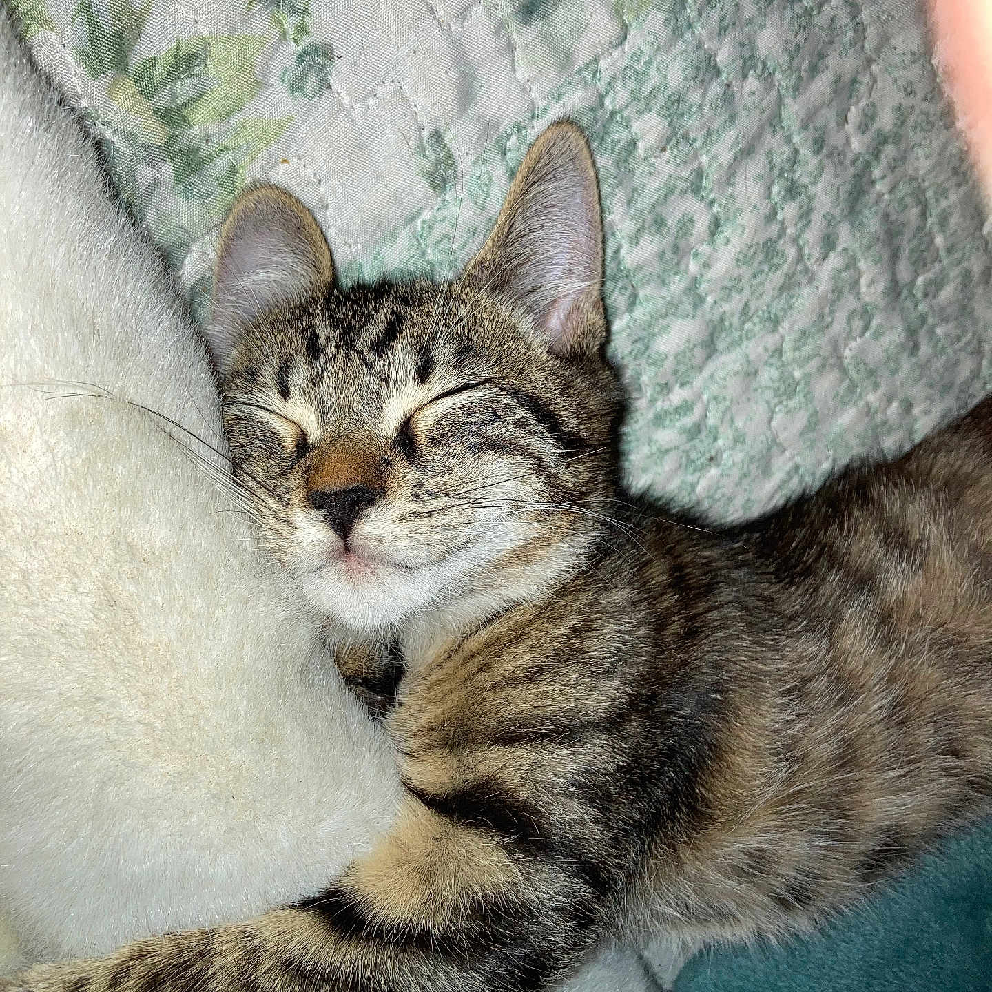 Tiggie