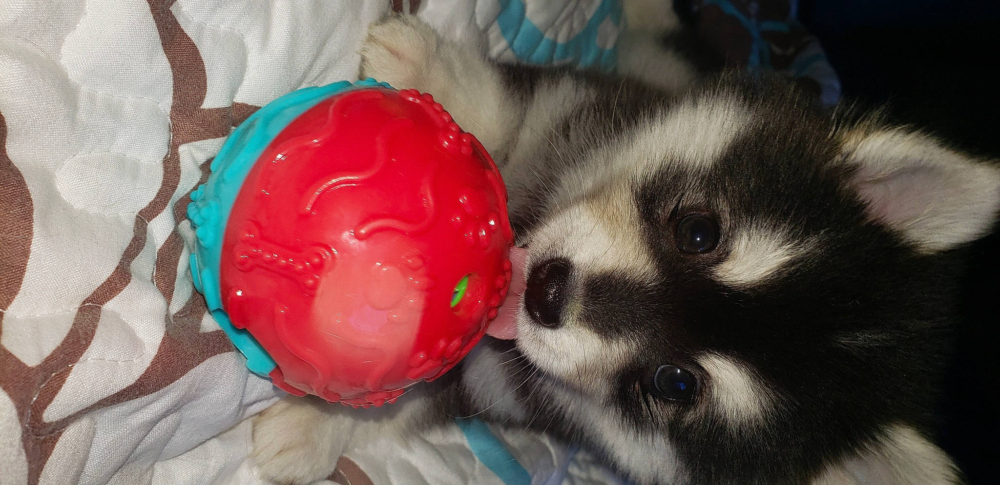 Liberty is registered to the contest to win money with this photo: canidae, carmine, carnivore, companion_dog, dog, dog_breed, dog_crate, dog_supply, fur, german_spitz, non_sporting_group, paw, plastic, snout, sporting_group, terrestrial_animal, toy, toy_dog, whiskers, working_animal