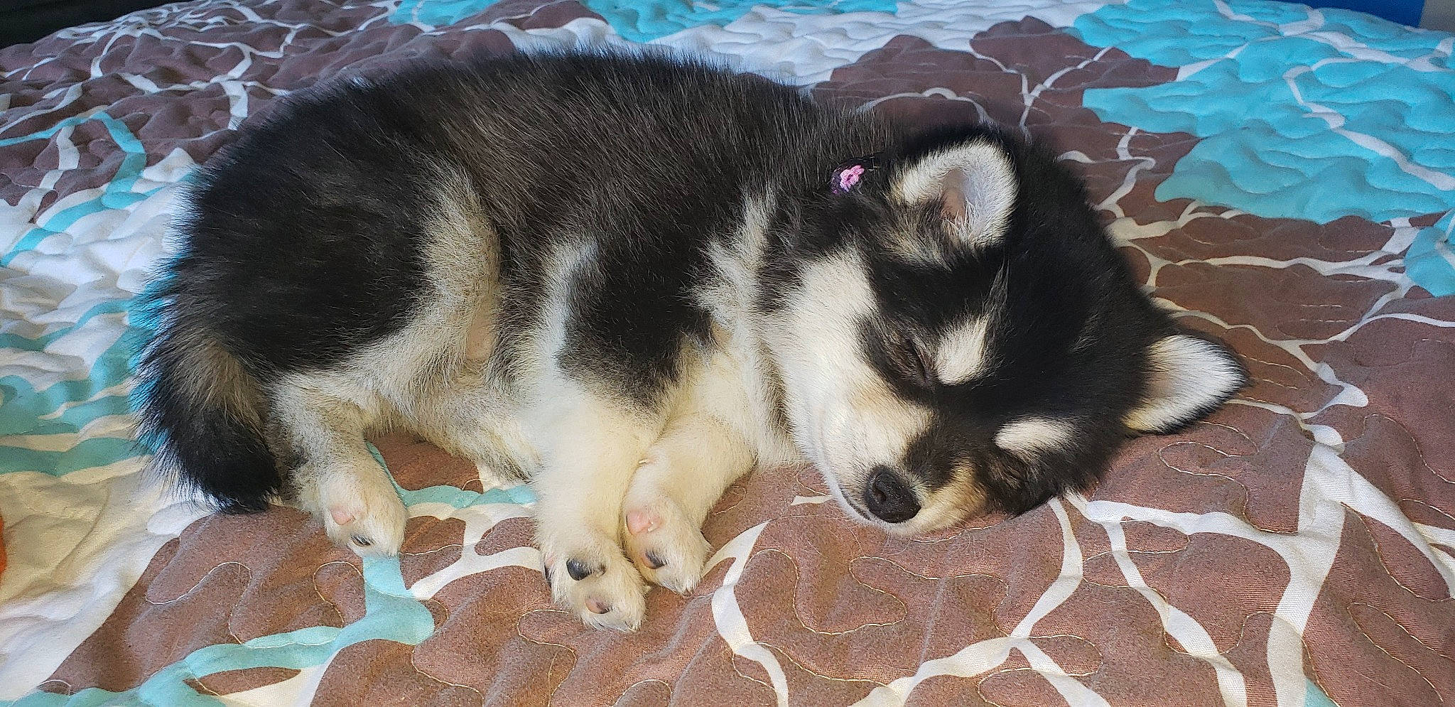 Liberty joined the competition — help win amazing prizes! ancient_dog_breeds, beaglier, canidae, carnivore, companion_dog, dog, dog_breed, foot, fur, herding_dog, non_sporting_group, siberian_husky, sled_dog, snout, sporting_group, terrestrial_animal, working_dog