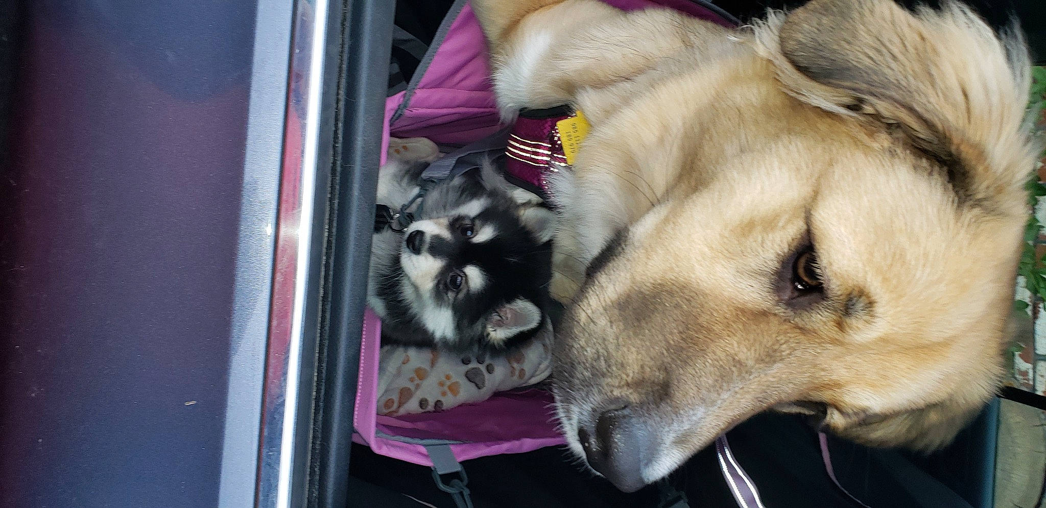 Liberty is registered to the contest to win money with this photo: canidae, carnivore, collar, companion_dog, dog, dog_breed, dog_collar, dog_supply, fawn, felidae, fur, leash, paw, pomeranian, puppy, snout, spitz, sporting_group, whiskers, working_animal