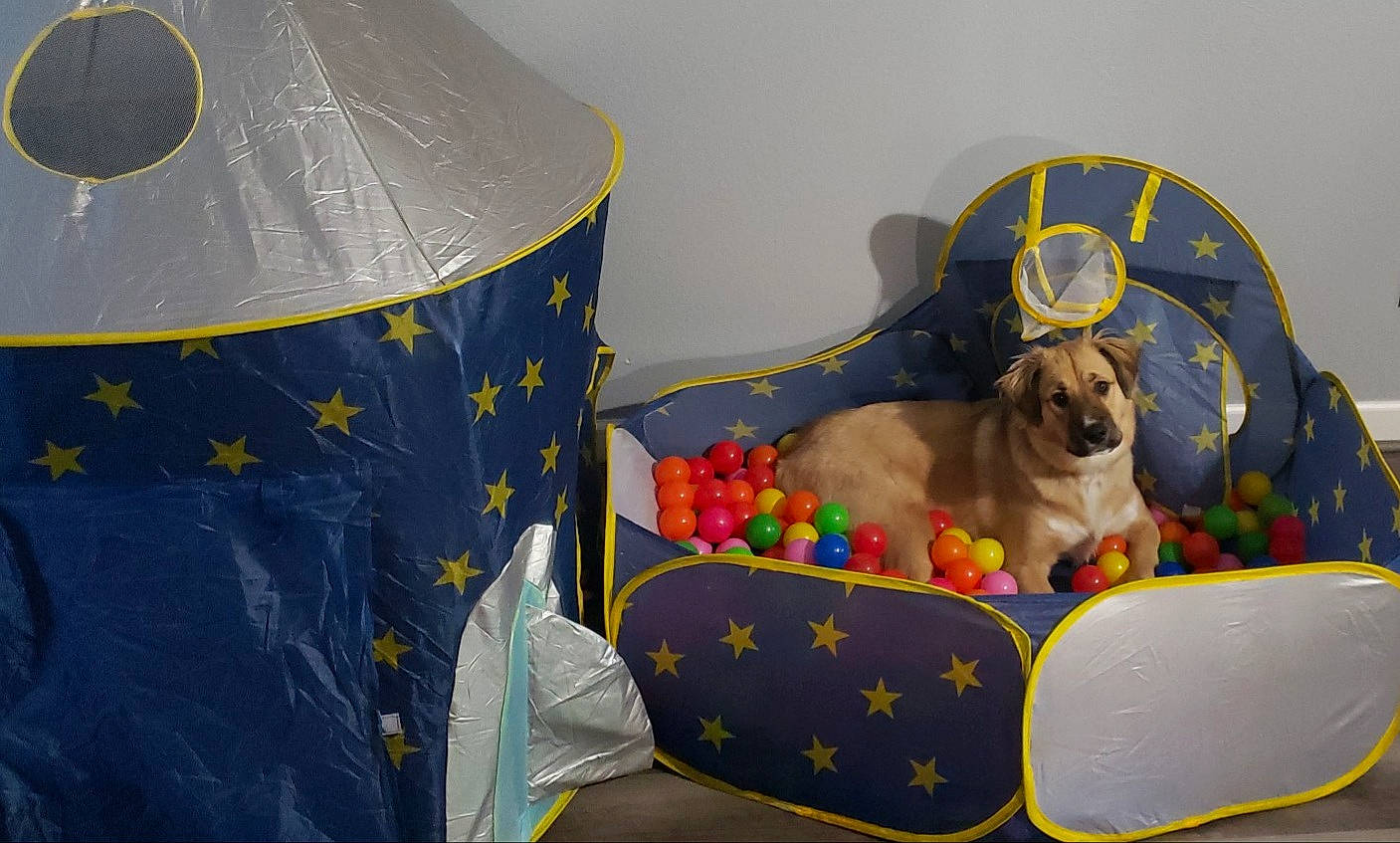 Rally joined the competition — help win amazing prizes! bag, canidae, carnivore, comfort, companion_dog, dog, dog_breed, dog_supply, fawn, gas, leisure, personal_protective_equipment, pet_supply, plastic, recreation, sporting_group, stuffed_toy, toy, toy_dog, working_animal