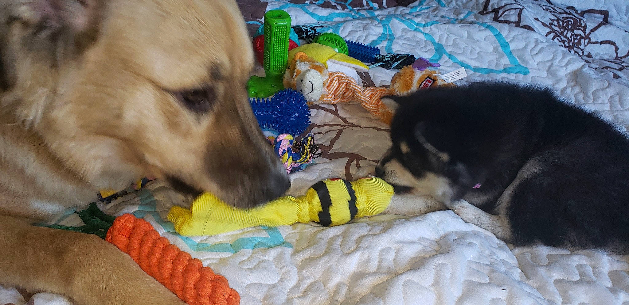 Rally joined the competition — help win amazing prizes! canidae, carnivore, comfort, companion_dog, dog, dog_breed, dog_clothes, dog_supply, dog_toy, fawn, fur, nap, paw, pet_supply, puppy, snout, sporting_group, vertebrate, working_animal