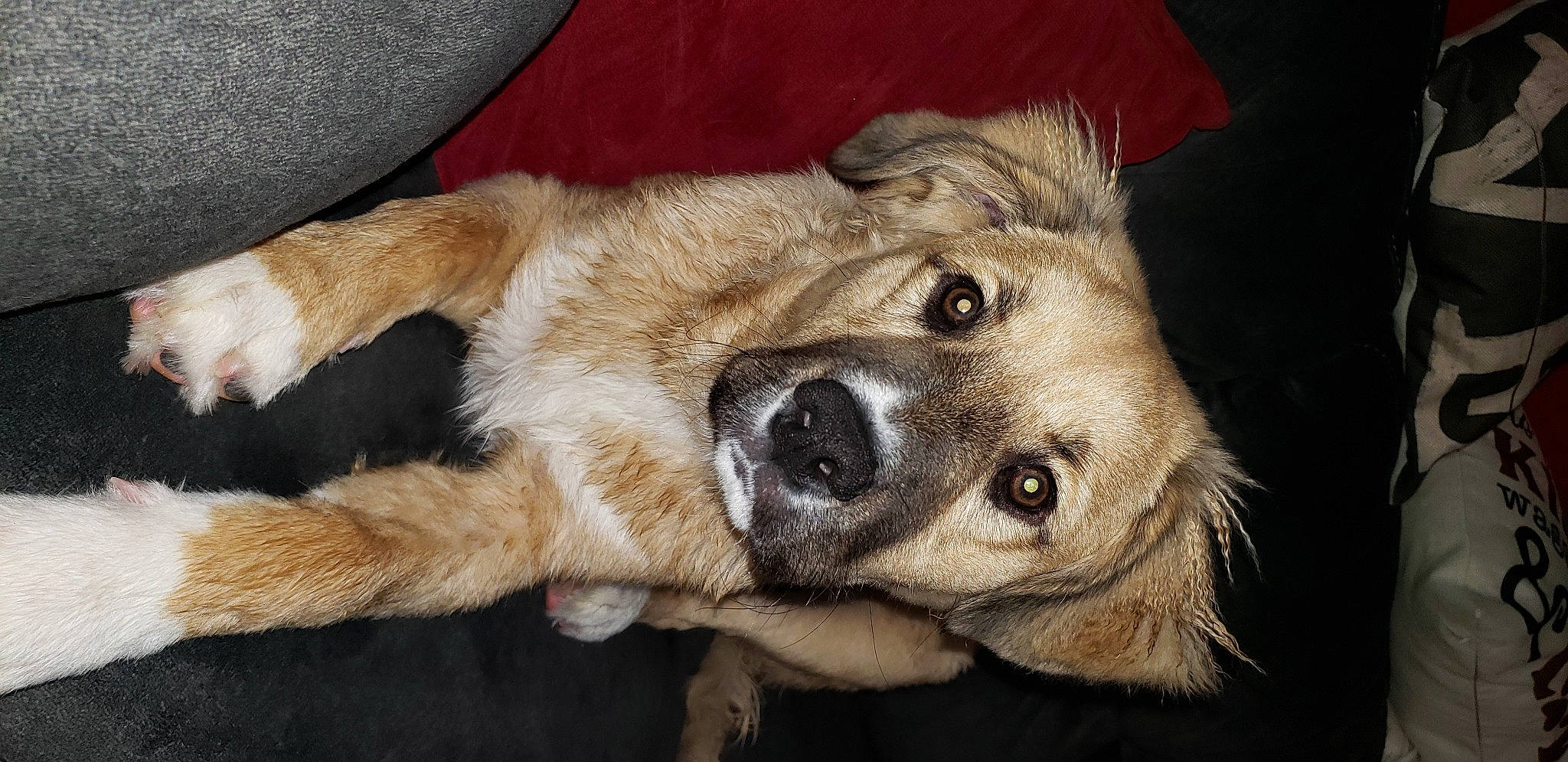 Rally is registered to the contest to win money with this photo: canidae, carnivore, companion_dog, dog, dog_breed, ear, fawn, foot, fur, natural_material, paw, snout, sporting_group, terrestrial_animal, whiskers, working_animal