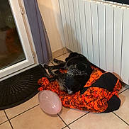 Akyla a rejoint le concours — aidez-le/la à gagner de superbes lots ! animal, balloon, black, corner, cozy, curtain, dog, floor_mat, glass_door, home, indoor, jacket, orange, pet, quiet, radiator, relaxing, resting, sleeping, tile_floor