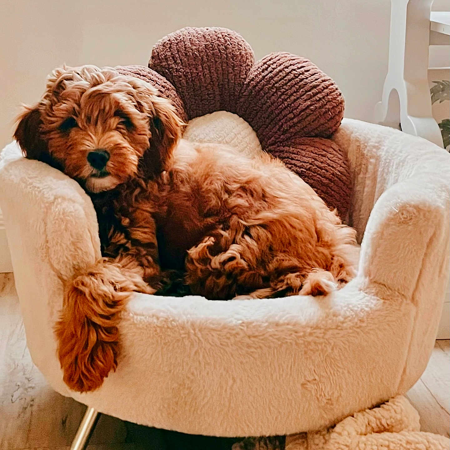 Miss Macy