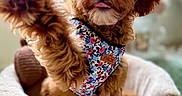Miss Macy joined the competition — help win amazing prizes! animal, brown, closeup, cozy, cute, decor, dog, fluffy, friendly, furry, harness, home, indoor, paw, pet_bed, playful, portrait, puppy, sitting, soft