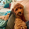 Miss Macy joined the competition — help win amazing prizes! blanket, brown, comfort, couch, cozy, curly_hair, cute, decor, dog, fur, home, indoor, living_room, looking, pet, pillow, plant, relaxing, soft, toy