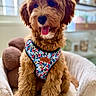 Miss Macy is registered to the contest to win money with this photo: animal, blurred_background, brown_dog, close_up, comfortable, cozy, curly_fur, cute, dog, floral_pattern, furry, happy, harness, home_decor, indoor, pet_bed, plant, portrait, sitting, tongue_out