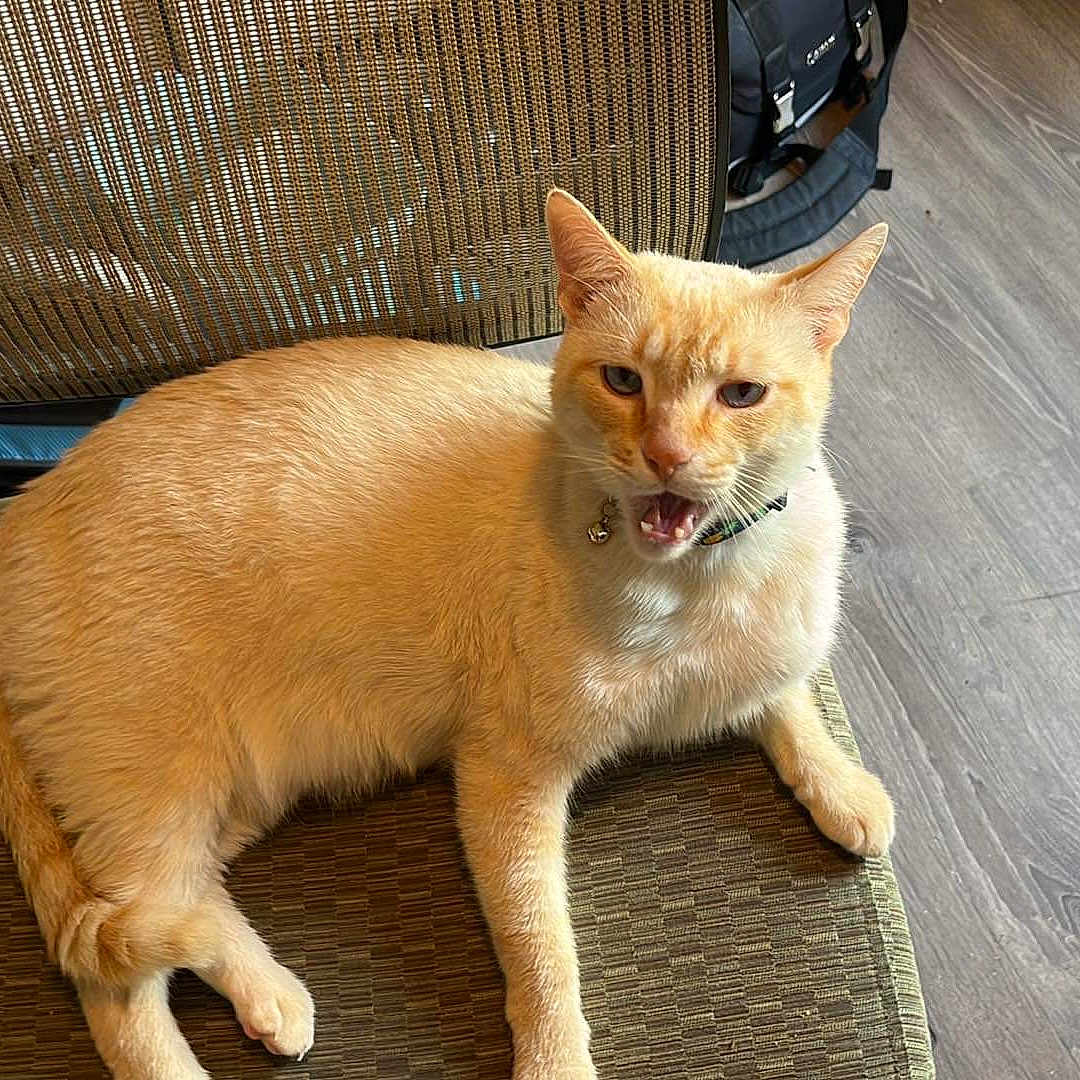 Buddy