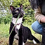 cat, black_and_white, grass, outdoor, nature, person, bag, jeans, crouching, greenery, trees, curious, leash, animal, whiskers, daylight, field, plant, pet, collar