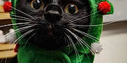 Shiva participe au concours pour gagner de l'argent avec cette photo : cat, black_cat, white_chest, whiskers, green_hat, pom_poms, holiday_costume, wide_eyes, close_up, indoor, pet, cute, animal, feline, costume, face, fur, portrait, looking, domestic_animal