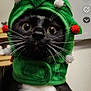 cat, black_cat, white_chest, whiskers, green_hat, pom_poms, holiday_costume, wide_eyes, close_up, indoor, pet, cute, animal, feline, costume, face, fur, portrait, looking, domestic_animal