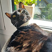 Shiva participe au concours pour gagner de l'argent avec cette photo : cat, black_cat, green_eyes, window, sunlight, plant, flowers, cozy_bed, indoor, pet, fur, whiskers, relaxed, nature, daylight, closeup, home, animal, resting, curious