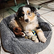 Aïka participe au concours pour gagner de l'argent avec cette photo : puppy, dog, pet_bed, toy, plush_toy, rope_toy, floor_tiles, indoor, cute, fluffy, brown, black, white, curious, young_dog, relaxed, comfortable, domestic_animal, animal, pet