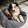 puppy, dog, pet_bed, toy, plush_toy, rope_toy, floor_tiles, indoor, cute, fluffy, brown, black, white, curious, young_dog, relaxed, comfortable, domestic_animal, animal, pet