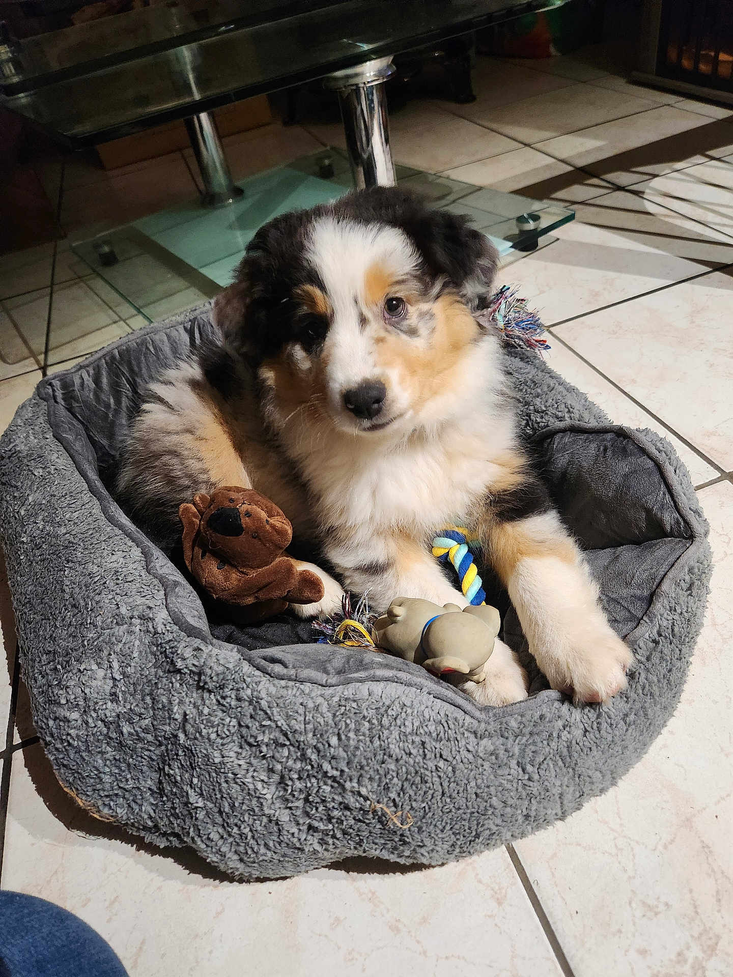 Aïka participe au concours pour gagner de l'argent avec cette photo : puppy, dog, pet_bed, toy, plush_toy, rope_toy, floor_tiles, indoor, cute, fluffy, brown, black, white, curious, young_dog, relaxed, comfortable, domestic_animal, animal, pet