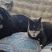 Iris participe au concours pour gagner de l'argent avec cette photo : dog, cat, black_dog, black_and_white_cat, indoor, couch, blanket, pillow, pet, relaxed, furniture, resting, companion, domestic_animal, fur, collar, paw, whiskers, window, natural_light