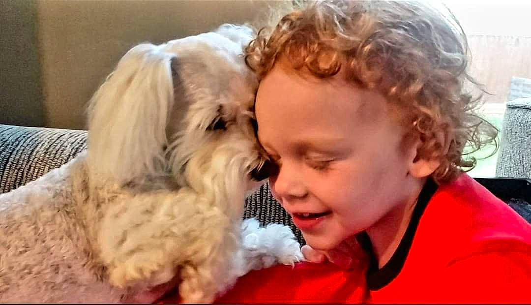 Toby joined the competition — help win amazing prizes! canidae, carnivore, companion_dog, dog, dog_breed, dog_collar, fur, happy, labradoodle, love, nose, puppy_love, small_terrier, smile, snout, sporting_group, terrier, toddler, toy_dog, vertebrate