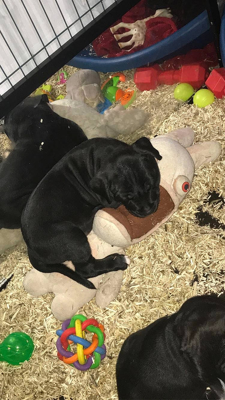 Saho a rejoint le concours — aidez-le/la à gagner de superbes lots ! ball, canidae, carnivore, comfort, companion_dog, dog, dog_breed, dog_supply, fawn, fun, fur, grass, guard_dog, non_sporting_group, pet_supply, sporting_group, tail, terrestrial_animal, toy, working_animal