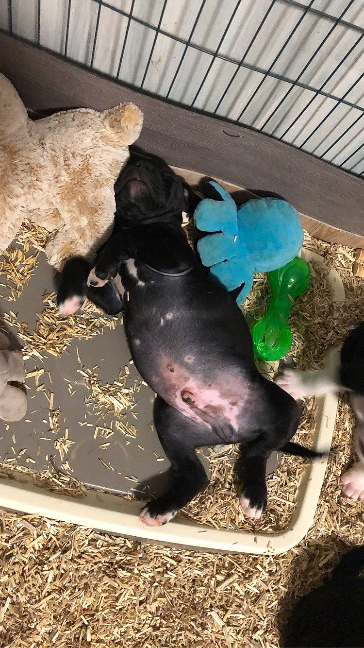 Saho participe au concours pour gagner de l'argent avec cette photo : art, dog_breed, domestic_pig, fawn, fun, grass, leisure, marine_mammal, recreation, sculpture, snout, suidae, tail, tapir, terrestrial_animal, working_animal, world