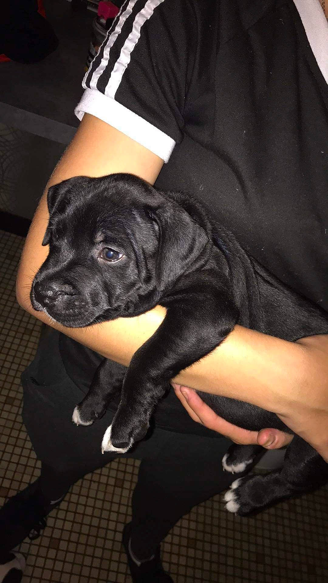 Saho a rejoint le concours — aidez-le/la à gagner de superbes lots ! black, canidae, carnivore, companion_dog, darkness, dog, dog_breed, elbow, fashion_accessory, flash_photography, fur, hand, human_leg, leg, nail, sleeve, snout, sporting_group, street_fashion, thigh