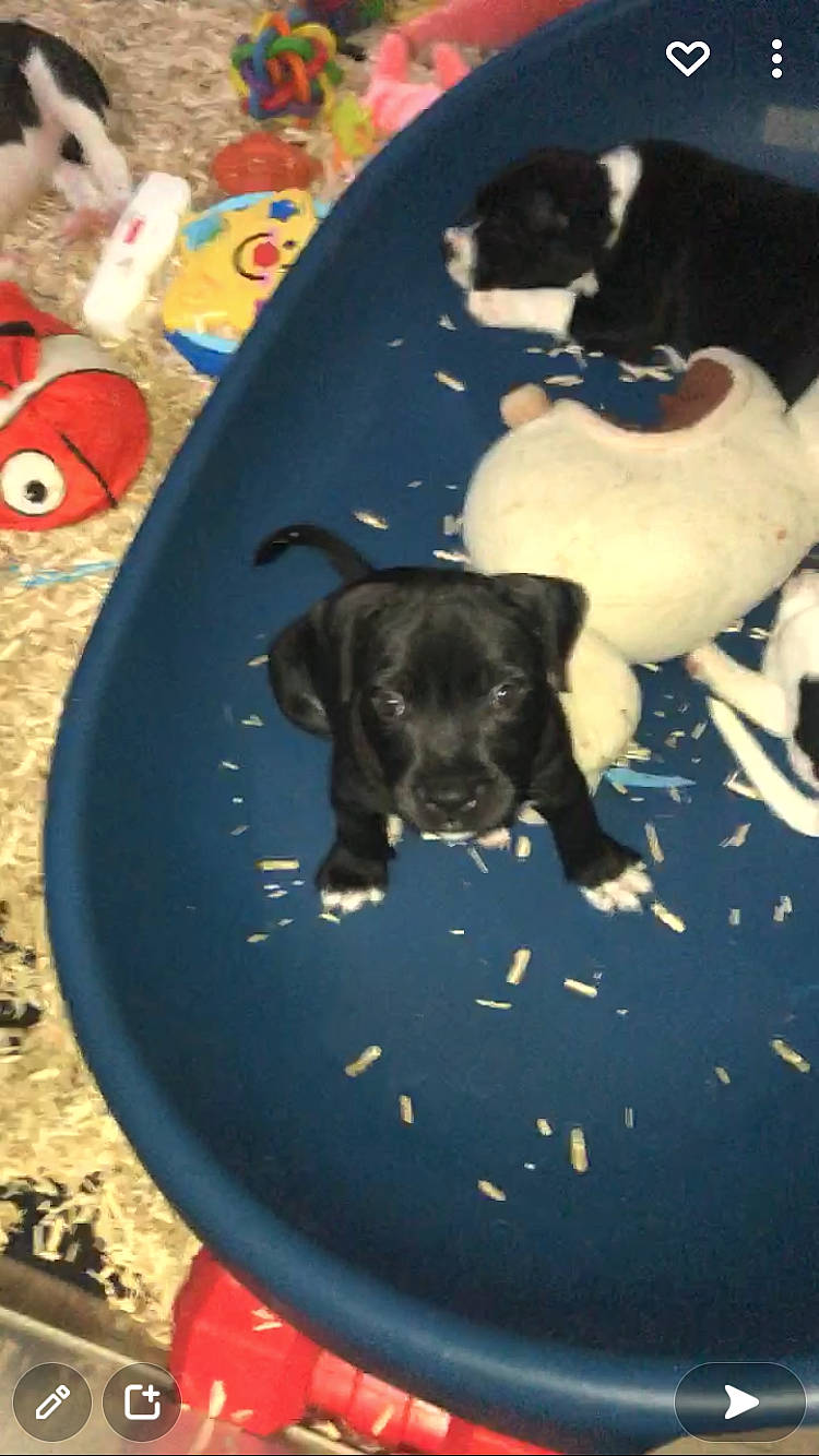 Saho a rejoint le concours — aidez-le/la à gagner de superbes lots ! ball, canidae, carnivore, circle, companion_dog, dog, dog_breed, dog_supply, fawn, flooring, guard_dog, non_sporting_group, pet_supply, play, snout, sporting_group, tail, toy, toy_dog, working_animal