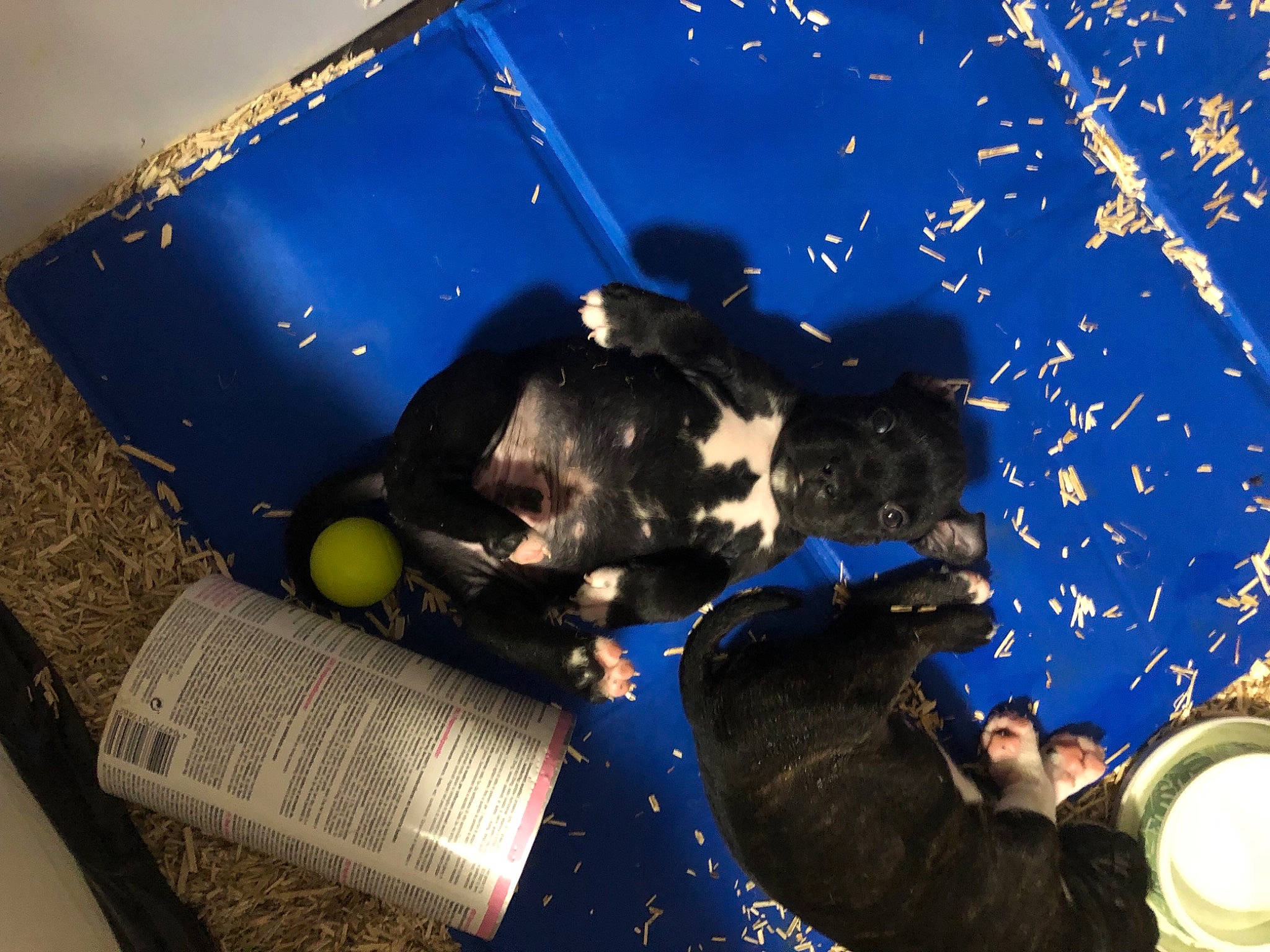 Saho a rejoint le concours — aidez-le/la à gagner de superbes lots ! art, book, circle, electric_blue, event, eyewear, fun, gesture, graphic_design, hat, illustration, light, musical_instrument, night, personal_protective_equipment, recreation, space, world