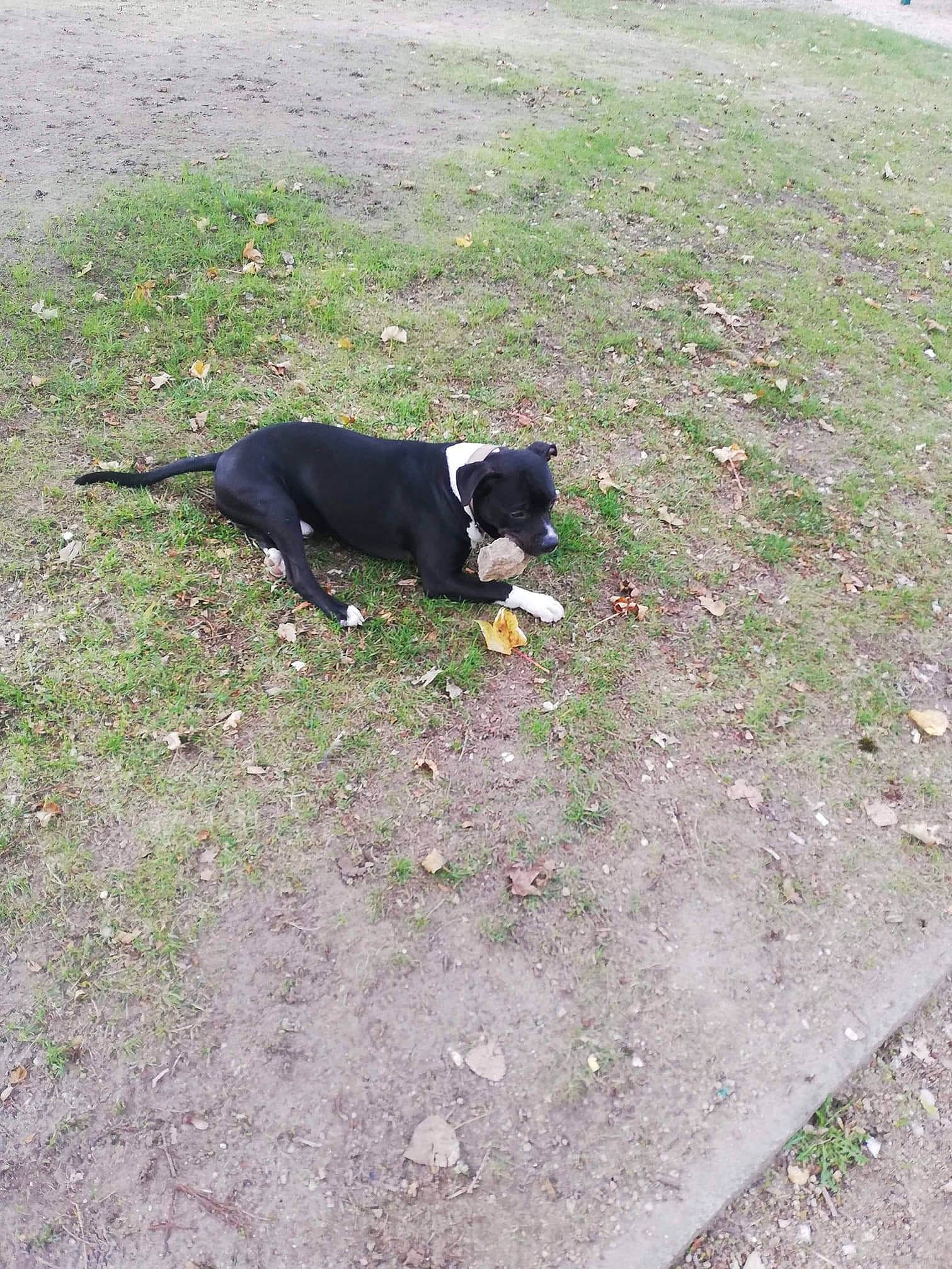 Bayron a rejoint le concours — aidez-le/la à gagner de superbes lots ! asphalt, canidae, carnivore, collar, companion_dog, dog, dog_breed, grass, groundcover, leash, plant, road_surface, shadow, shrub, sidewalk, snout, soil, sporting_group, tail, working_dog