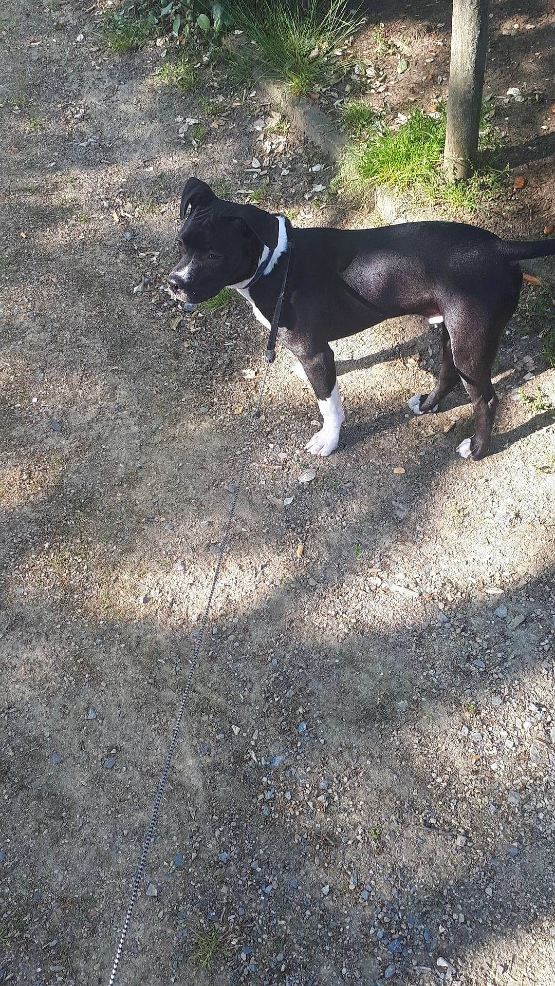 Bayron participe au concours pour gagner de l'argent avec cette photo : asphalt, canidae, carnivore, companion_dog, dog, dog_breed, fawn, grass, non_sporting_group, plant, road_surface, shade, shadow, snout, soil, sporting_group, tail, tints_and_shades, working_animal, working_dog