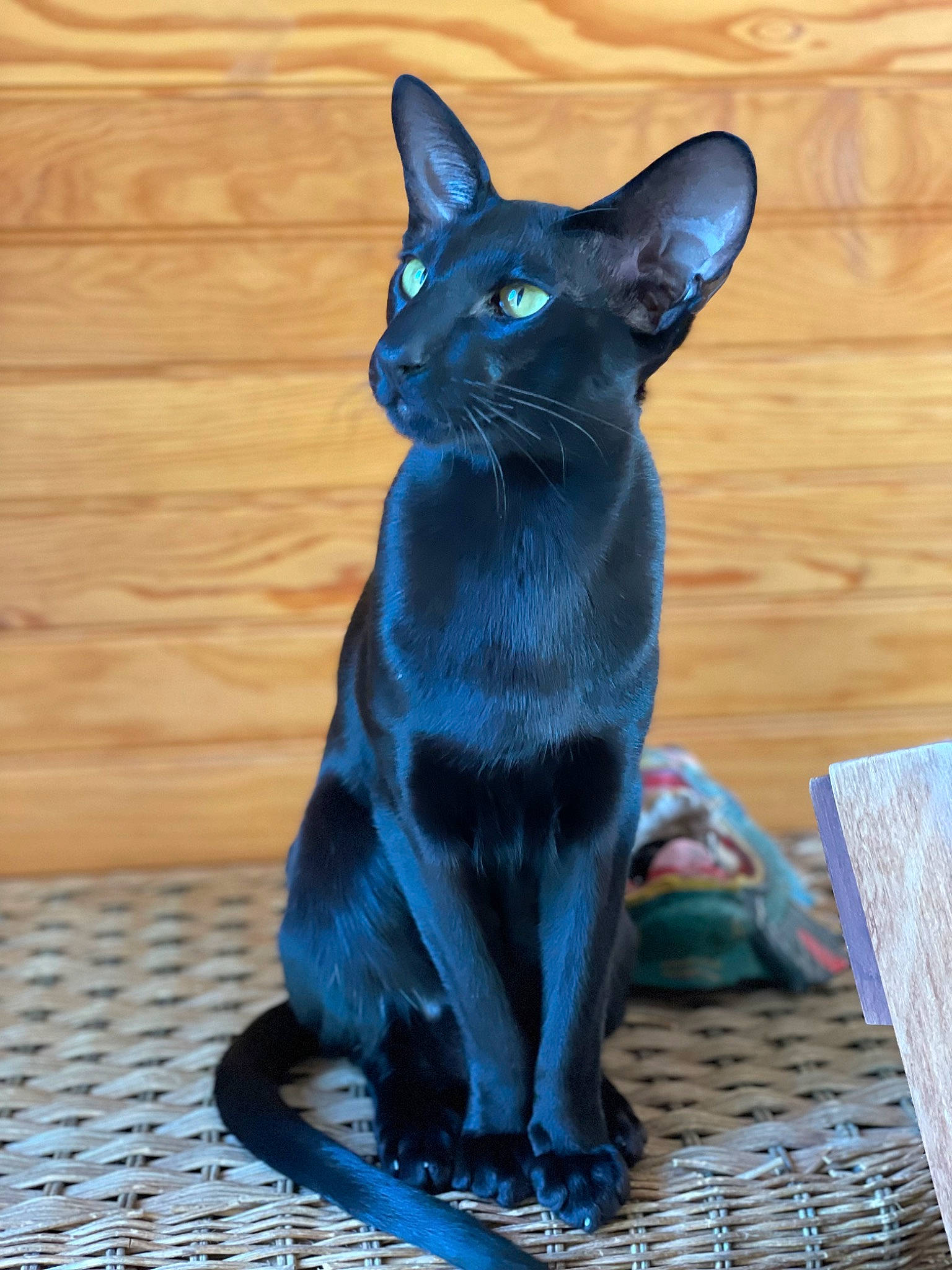 Pagan is registered to the contest to win money with this photo: black_cat, blue, bombay, carnivore, cat, domestic_short_haired_cat, electric_blue, felidae, flooring, fur, grey, hardwood, havana_brown, small_to_medium_sized_cats, snout, tail, terrestrial_animal, whiskers, window, wood