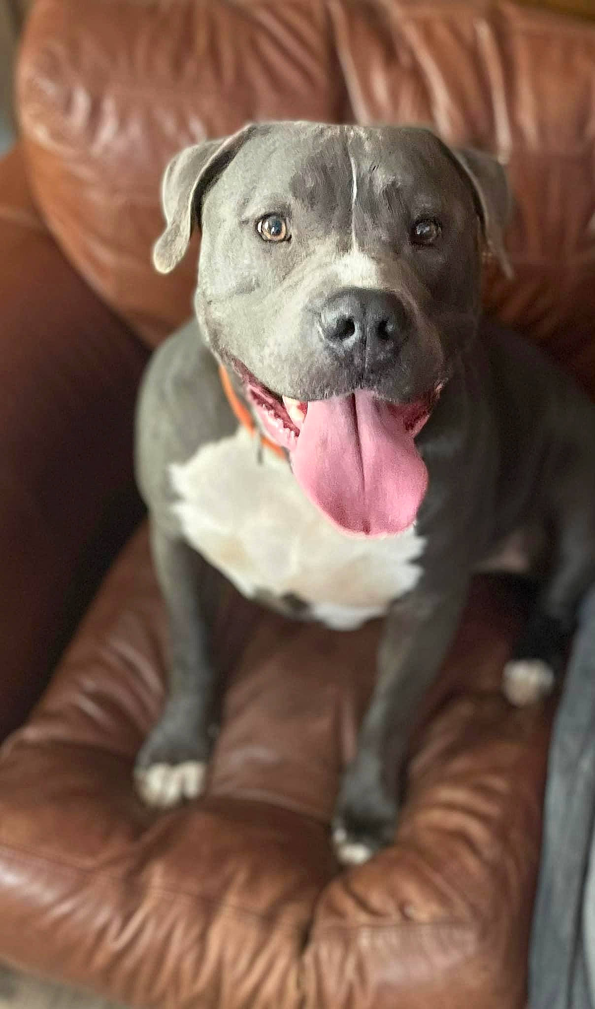 Big Boy is registered to the contest to win money with this photo: ball, borador, canidae, carnivore, collar, comfort, companion_dog, dog, dog_breed, dog_collar, fawn, fur, guard_dog, liver, molosser, snout, sporting_group, terrestrial_animal, whiskers, working_animal