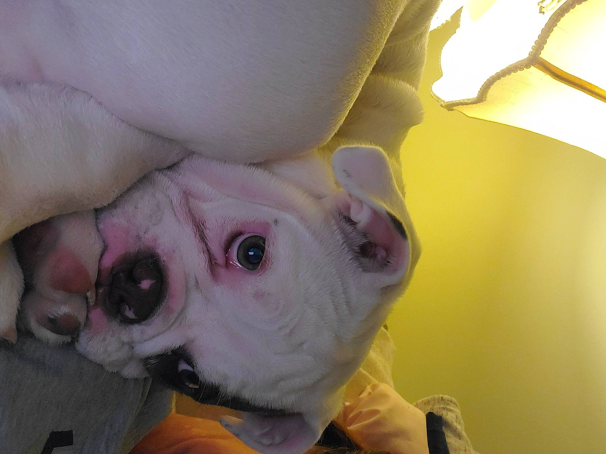 Nina Marie joined the competition — help win amazing prizes! canidae, carnivore, comfort, companion_dog, dog, dog_breed, ear, fawn, fur, non_sporting_group, snout, sporting_group, toy_dog, whiskers, working_animal